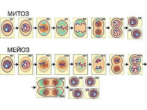 Модель-аппликация "Деление клетки. Митоз и мейоз" (ламинированная) - fgospostavki.ru - Обнинск