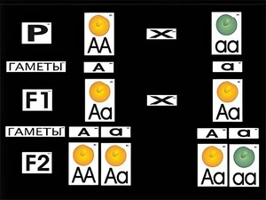 Модель-аппликация "Моногибридное скрещивание" (ламинированная) - fgospostavki.ru - Обнинск
