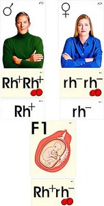 Модель-аппликация "Наследование резус-фактора" (ламинированная) - fgospostavki.ru - Обнинск