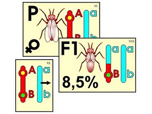 Модель-аппликация "Перекрест хромосом" (ламинированная) - fgospostavki.ru - Обнинск
