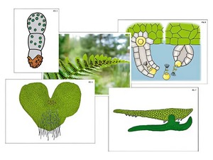 Модель-аппликация "Размножение папоротника" (ламинированная) - fgospostavki.ru - Обнинск