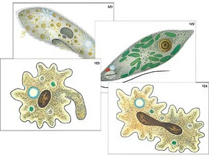 Модель-аппликация "Строение и разнообразие простейших" (ламинированная) - fgospostavki.ru - Обнинск