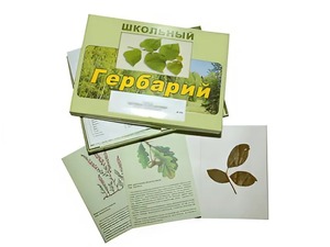 Гербарий "Дикорастущие растения" (30 видов, с иллюстрациями) - fgospostavki.ru - Обнинск