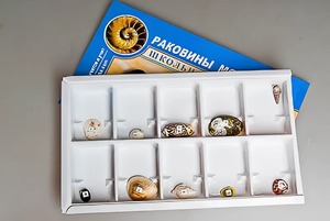 Коллекция "Раковины моллюсков" - fgospostavki.ru - Обнинск
