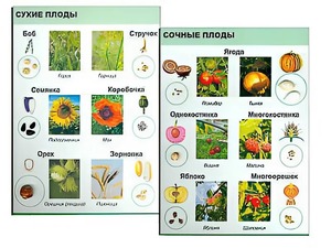 Коллекция "Семена и плоды" - fgospostavki.ru - Обнинск