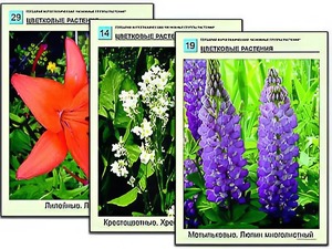 Гербарий фотографический "Основные группы растений" - fgospostavki.ru - Обнинск