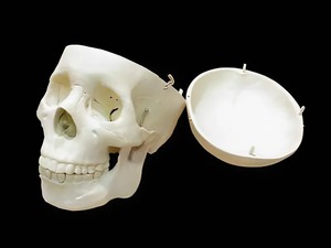 Модель "Череп человека" - fgospostavki.ru - Обнинск