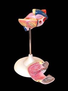 Модель сердца (лабораторная) - fgospostavki.ru - Обнинск