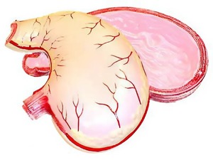 Модель желудка в разрезе - fgospostavki.ru - Обнинск