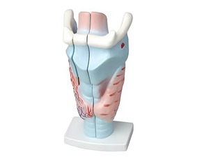 Модель гортани в разрезе - fgospostavki.ru - Обнинск