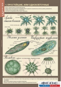 Комплект таблиц. Биология 7 класс. Животные. - fgospostavki.ru - Обнинск