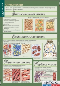 Комплект таблиц. Биология 8-9 класс. Человек. - fgospostavki.ru - Обнинск