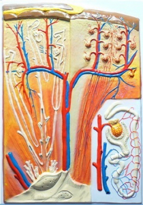 Модель барельефная "Почка" (макро-микростроение) - fgospostavki.ru - Обнинск