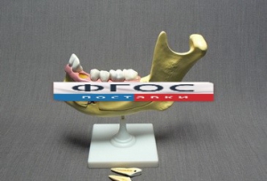 Модель "Челюсть разборная" - fgospostavki.ru - Обнинск