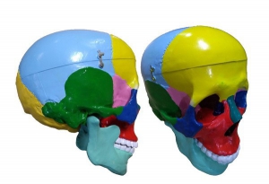 Модель "Череп" (с раскрашенными костями) - fgospostavki.ru - Обнинск