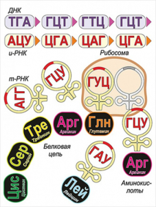 Модель-аппликация Биосинтез белка - fgospostavki.ru - Обнинск
