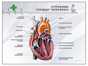Стенд "Строение сердца человека" - fgospostavki.ru - Обнинск