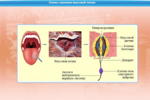 Интерактивные курсы. Биология 10 класс. Расширенный. - fgospostavki.ru - Обнинск