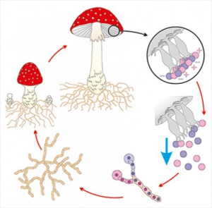 Модель-аппликация Размножение шляпочного гриба - fgospostavki.ru - Обнинск