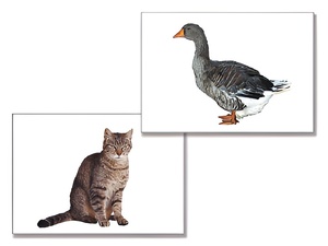 Дидактическое пособие "Домашние животные" (24 карточки) - fgospostavki.ru - Обнинск