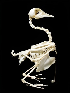 Скелет голубя - fgospostavki.ru - Обнинск