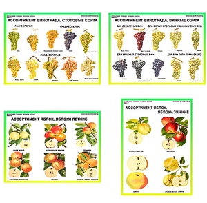 Плакаты ПРОФТЕХ "Ассортимент плодово-ягодных культур" (19 пл, винил, 70х100) - fgospostavki.ru - Обнинск