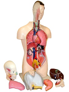 Торс человека разборный (42 см.) - fgospostavki.ru - Обнинск