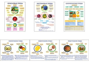 Плакаты ПРОФТЕХ "Плоды" (6 пл, винил, 70х100) - fgospostavki.ru - Обнинск