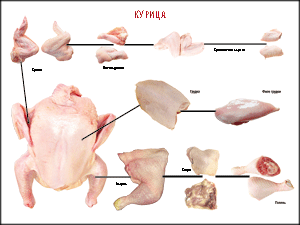 Таблица "Правила разделки мясных туш. Курица" (100х140 сантиметров, винил) - fgospostavki.ru - Обнинск