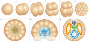 Модель-аппликация Размножение и развитие хордовых - fgospostavki.ru - Обнинск