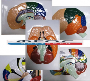 Модель барельефная "Доли, извилины, цитоархитектонические поля головного мозга" (5 планшетов) - fgospostavki.ru - Обнинск