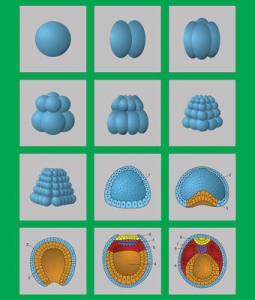 Модель-аппликация "Размножение и развитие хордовых" (набор из 12 карт) - fgospostavki.ru - Обнинск