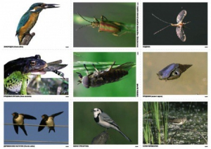 Комплект таблиц Природные зоны России. Сообщества (комплект 18 таблиц) - fgospostavki.ru - Обнинск