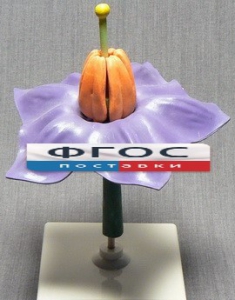 Модель "Цветок картофеля" - fgospostavki.ru - Обнинск