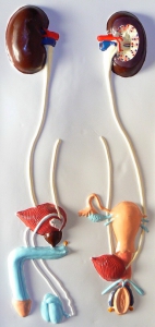 Модель барельефная "Мочевыделительная система" - fgospostavki.ru - Обнинск