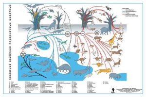 Комплект таблиц "Эволюция движений позвоночных животных" - fgospostavki.ru - Обнинск