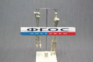 Скелет конечности овцы (передняя и задняя) на подставке - fgospostavki.ru - Обнинск