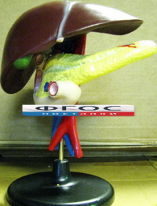 Модель "Печень". Вариант 2 - fgospostavki.ru - Обнинск