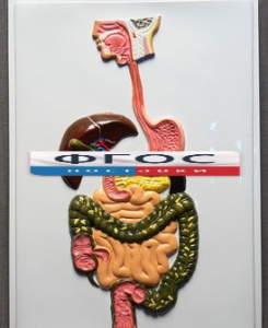 Модель барельефная "Пищеварительный тракт" - fgospostavki.ru - Обнинск