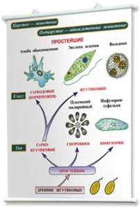Плакаты по биологии для оформления кабинета. - fgospostavki.ru - Обнинск
