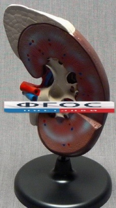 Модель "Почка" (увеличенная) - fgospostavki.ru - Обнинск