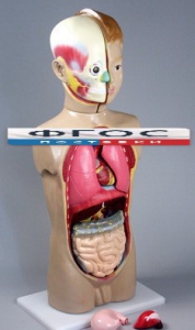 Модель Торс человека 65 сантиметров - fgospostavki.ru - Обнинск