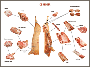 Таблица "Правила разделки мясных туш. Свинина" (100х140 сантиметров. винил) - fgospostavki.ru - Обнинск