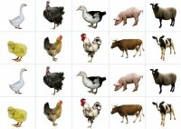 Комплект карточек "Запоминай, играй, считай" - Домашние животные - fgospostavki.ru - Обнинск