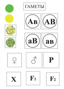 Модель-аппликация Дигибридное скрещивание и его цитологические основы - fgospostavki.ru - Обнинск