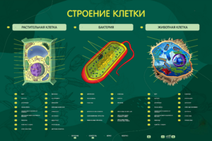 Электрифицированный стенд "Строение клетки" с маркерными полями - fgospostavki.ru - Обнинск