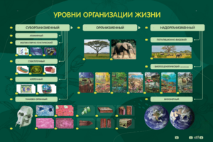 Электрифицированный стенд "Уровни организации жизни" - fgospostavki.ru - Обнинск