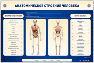 Электрифицированный стенд-тренажер c макетом скелета "Анатомическое строение человека" - fgospostavki.ru - Обнинск