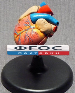 Модель "Сердце" (лабораторная) - fgospostavki.ru - Обнинск