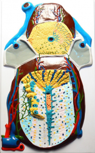 Модель барельефная "Долька печени" (макро-микростроение) - fgospostavki.ru - Обнинск